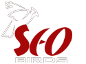 SEO Birds Logo - SEO India